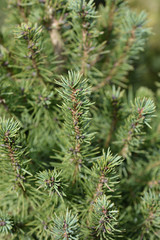 Dwarf Alberta spruce
