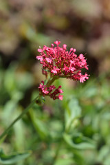 Red valerian