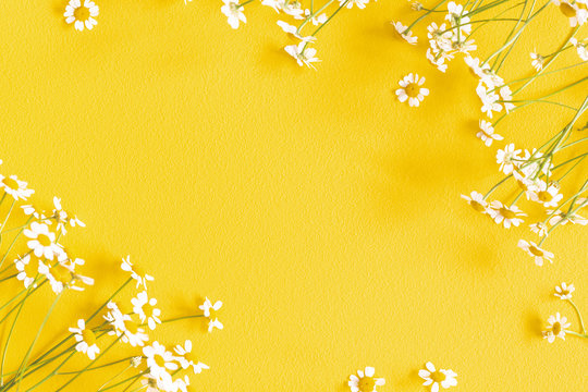 Flowers composition. Chamomile flowers on yellow background. Spring, summer concept. Flat lay, top view, copy space, square