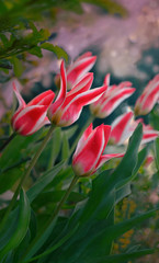 Spring garden. Tulips blooming in spring time. Spring or gardening background.