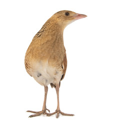 Corncrake or Landrail, Crex crex, isolated on white.