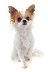 long hair chihuahua Viola isolated