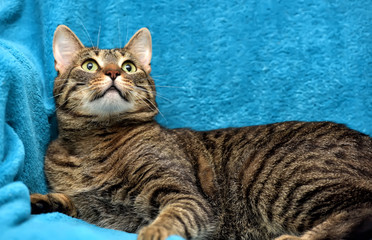 Fototapeta na wymiar young beautiful tabby cat on a blue background in the studio