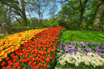 Blooming flowers in the green park in Holland