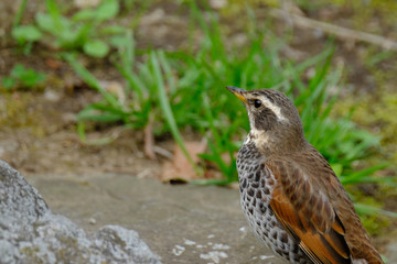 wild bird thrush