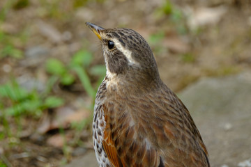 wild bird thrush