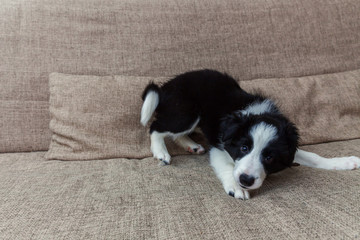 Funny portrait of cute smilling puppy dog border collie on couch. New lovely member of family little dog at home gazing and waiting. Pet care and animals concept