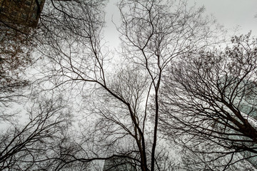 Christmas Frankfurt by day