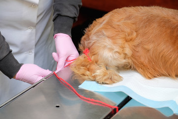 nurse's hands tie the spaniel dog's leg to the operating table. preparation for surgery