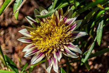 Helichrysum colorato in primavera
