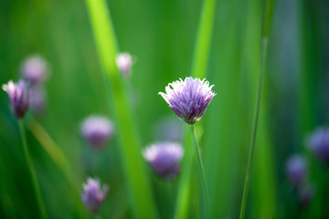 Field flower clover blooms in a wild meadow on a background of bright green grass