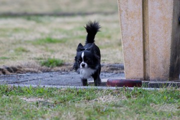 It is a picture of Chihuahuas taking a walk