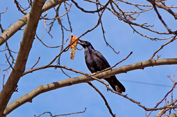 A bird on a branch. The crow found a large chunk of bread and opened a canteen in a tree.