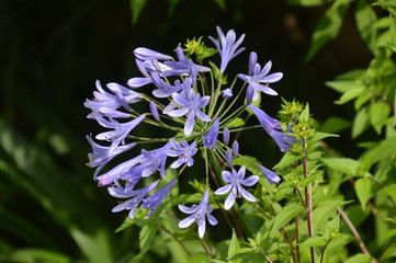 暑い夏に涼感のある花を多数咲かせる紫色のアガパンサス