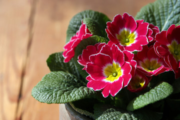pink primrose