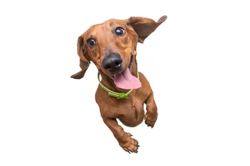 Poster Mad and Happy brown dachshund jumping on camera. White isolated background © Artem