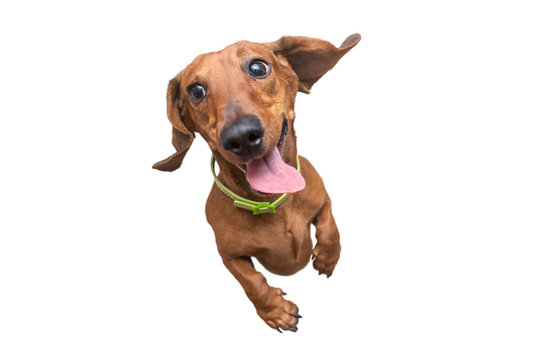 Mad and Happy brown dachshund jumping on camera. White isolated background