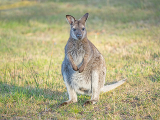 Red-Necked Wallaby