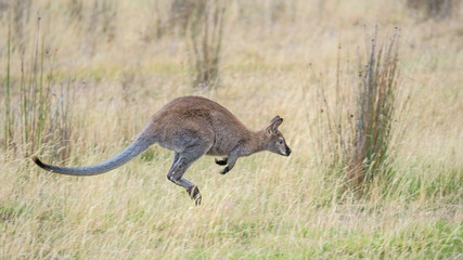 Jumping Red-Necked Wallaby