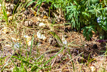 Lucertola in primavera