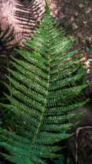 Blatt eines Farnstrauches