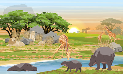 Lions, giraffes, hippos and elephants in the African savannah. Predators and herbivores at a watering place. Wildlife of Africa. Realistic Vector Landscape © AnnstasAg