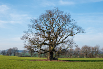 Alter, verkrümmter Baum Stieleiche Quercus robur auf grüner Wiese vor blauem Himmel, Schleswig-Holstein