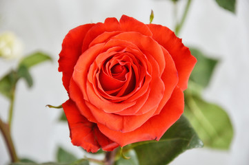 red rose on white background