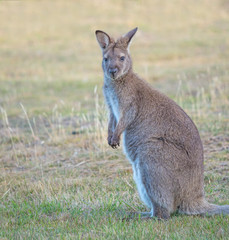 Red-Necked Wallaby
