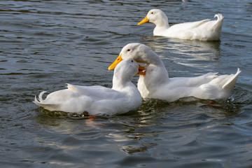 Male and female American Pekin Ducks biting necks (also known as Long Island or Aylesbury Ducks)