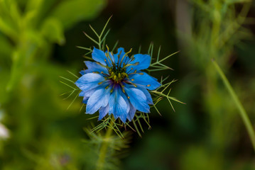 Fiordaliso blu in primavera