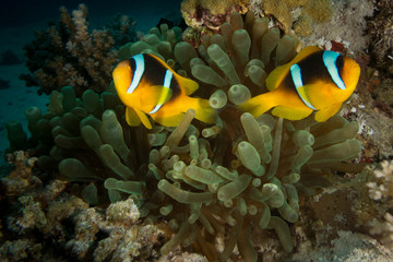 Fototapeta na wymiar a red sea anemone fish in egypt