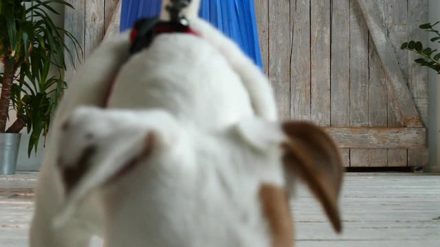 Puppy with pretty woman.