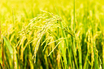 Rice field in local area of Thailand sunny day