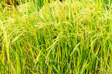 Rice field in local area of Thailand sunny day
