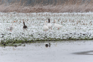Obraz premium Gänse