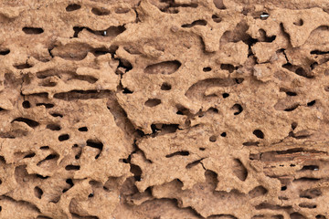 Piece of wood damaged and eaten by termite