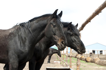 Obraz premium Beautiful black horse stud farm. Near the fence