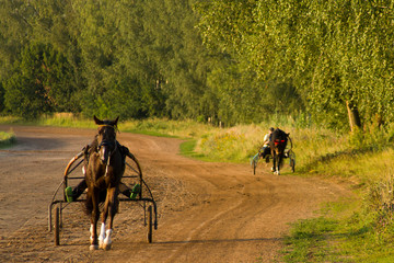 horse training at the racetrack. summer landscape with horses