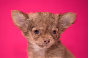 Cute red-haired Chihuahua puppy sits on a crimson background.