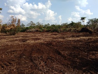 Cleared the land, landscape