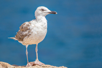 Gabbiano