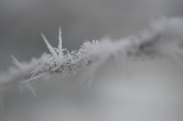 Ice leaves and trees