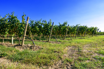 Obraz premium typical vineyard in northern Italy Trentino