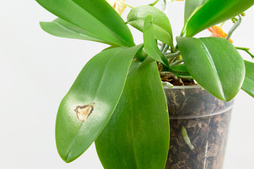 Obraz premium Disease on the leaf of an orchid. Close-up. Sun burn on an orchid leaf. Phalaenopsis.