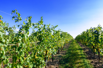 Fototapeta na wymiar typical vineyard in northern Italy Trentino