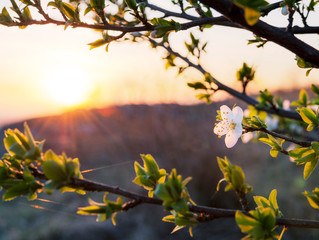 Blüte richtet sich zur Sonne aus