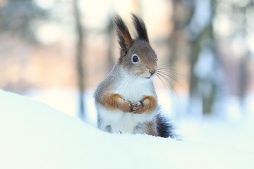 squirrel in snow