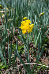 初春の花スイセン
