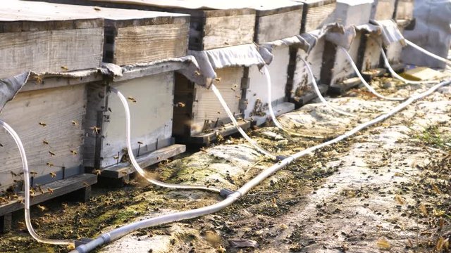 Row of beehives and flying bees on bee farm in South Korea.